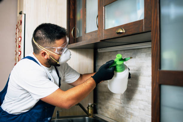 Wasp Removal Services in North Granby, CT