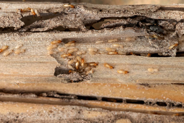 Best Bed Bug Extermination  in North Granby, CT